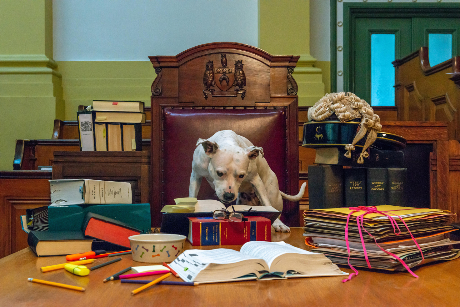 Image of dog in judge's chair